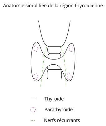 Thyroïde